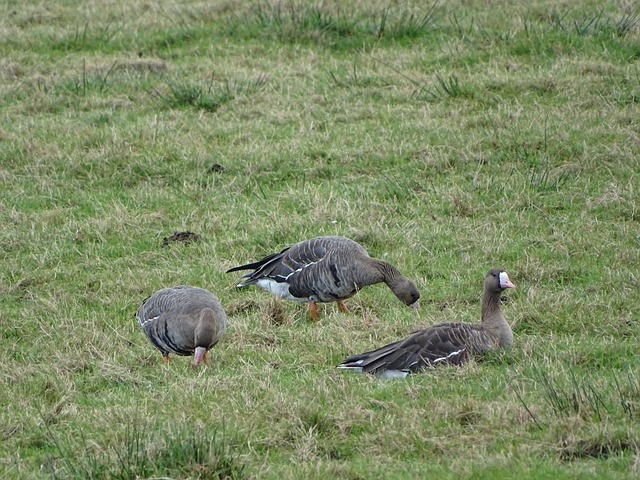 洛杉矶湖人 洛杉矶湖人